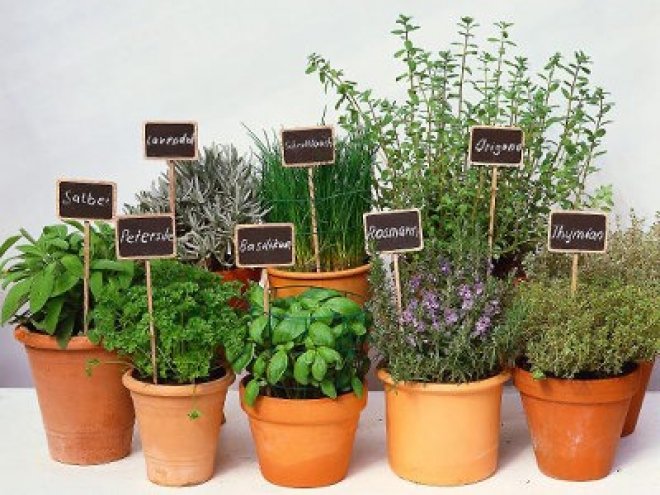 Pflanzen- Kräuterkunde im Botanischen Garten in Köln-Riehl
